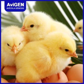 Avigen Productos Venta De Pollo Bb Cobb 500 Pollo Bb Criollo