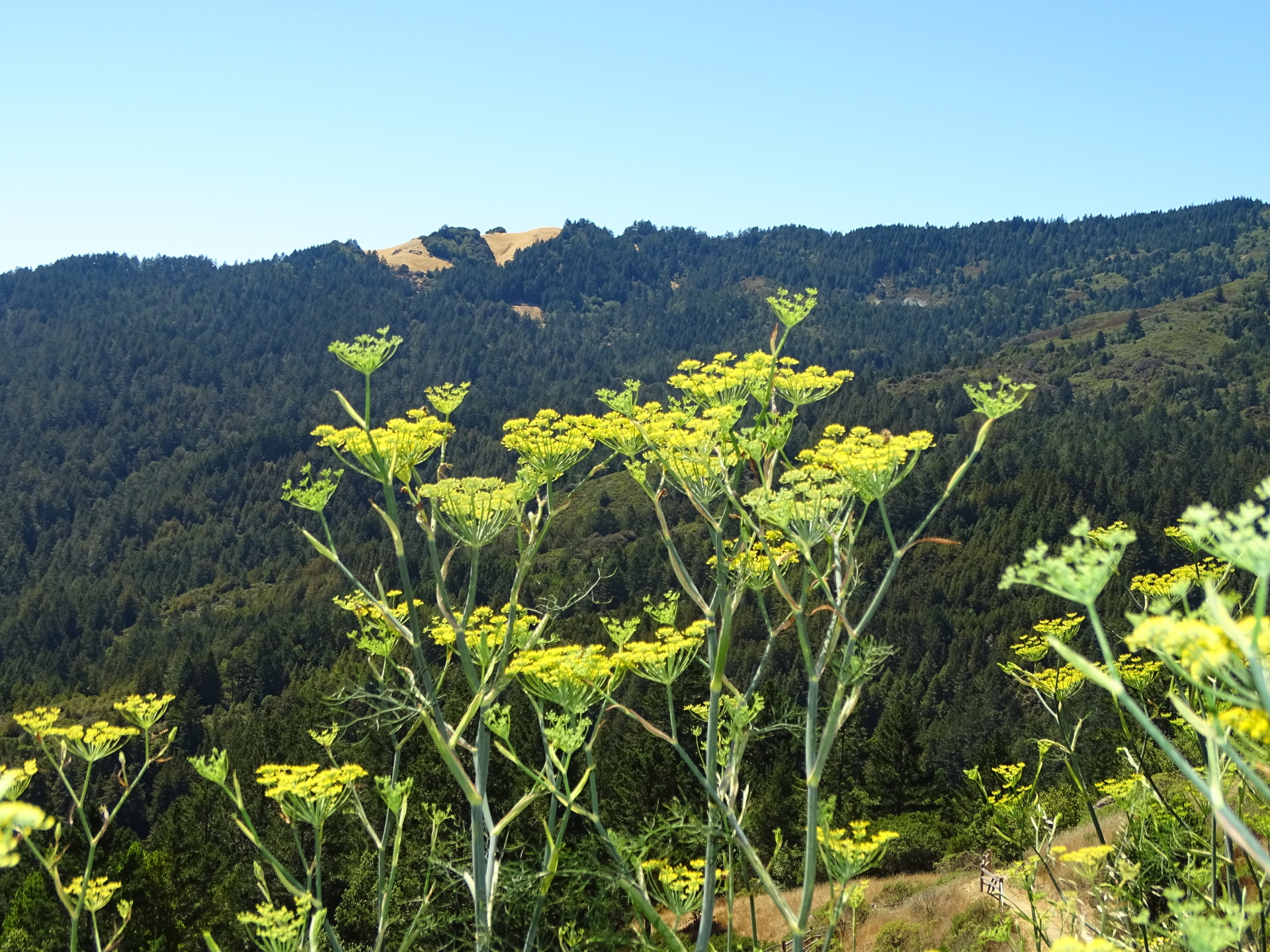 Muir Woods 