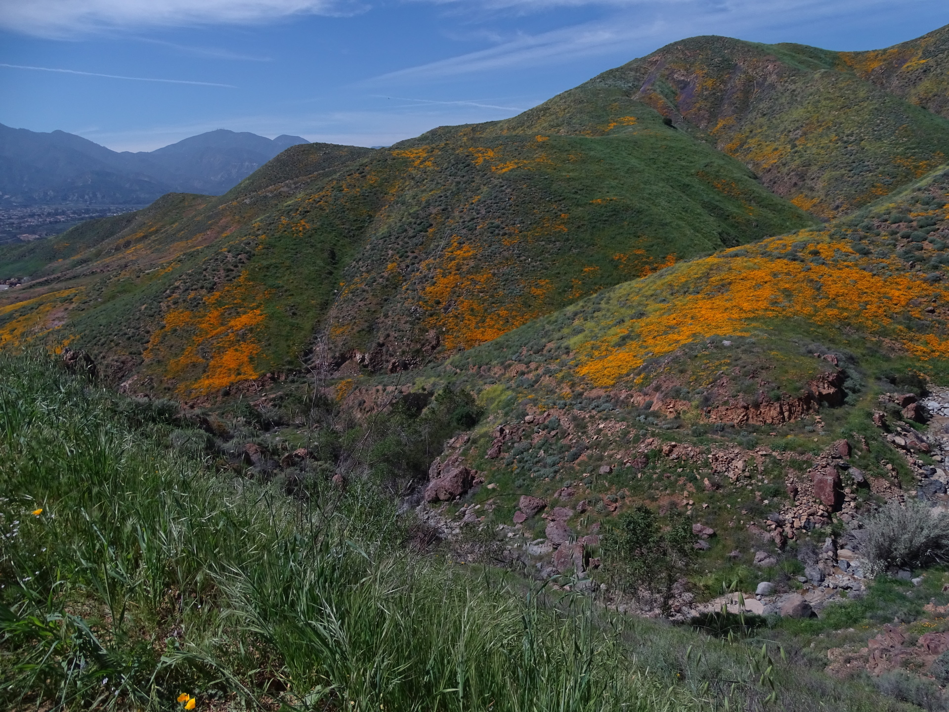 Walker Canyon Flowers 4