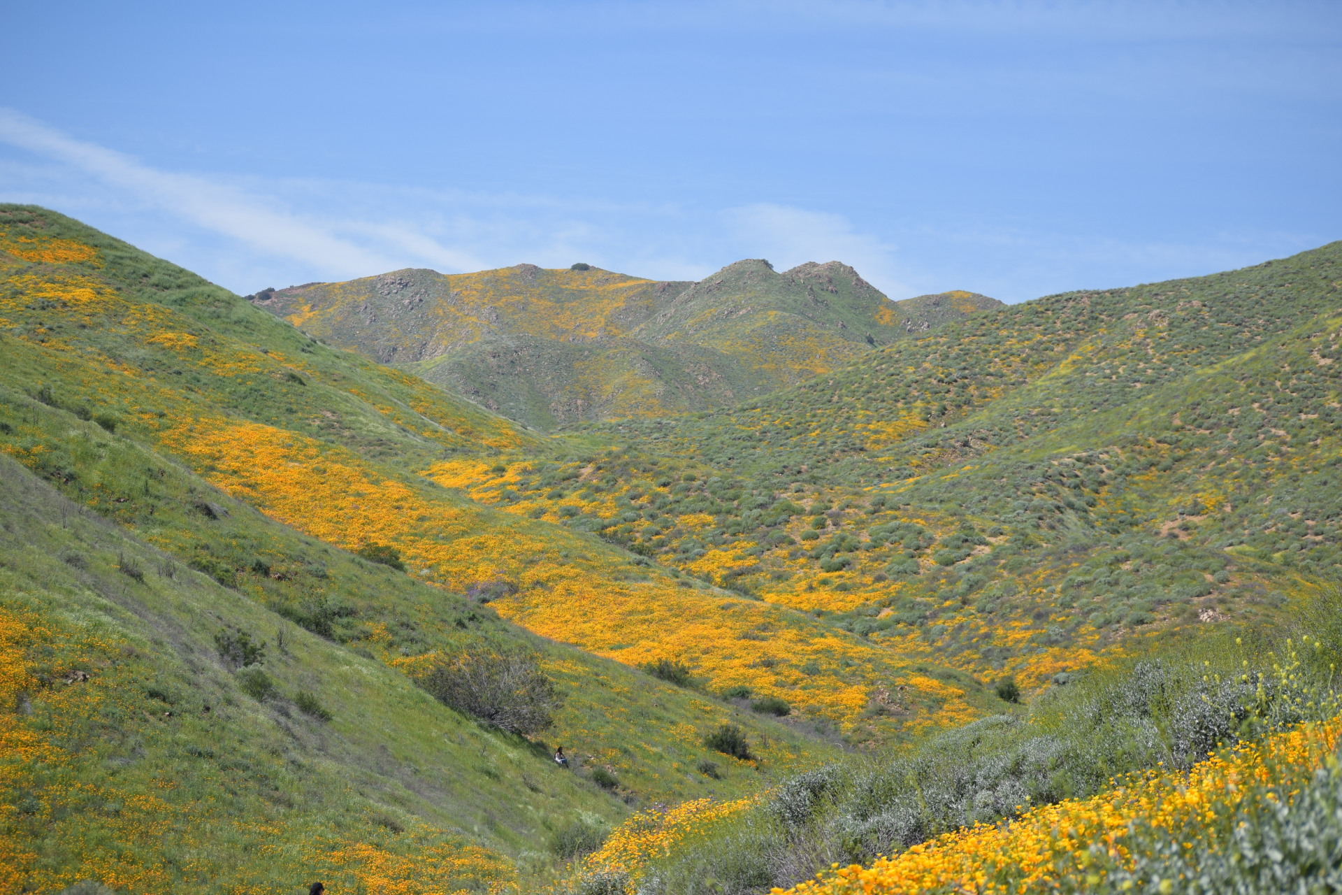 Walker Canyon Flowers, Elsinore, CA  