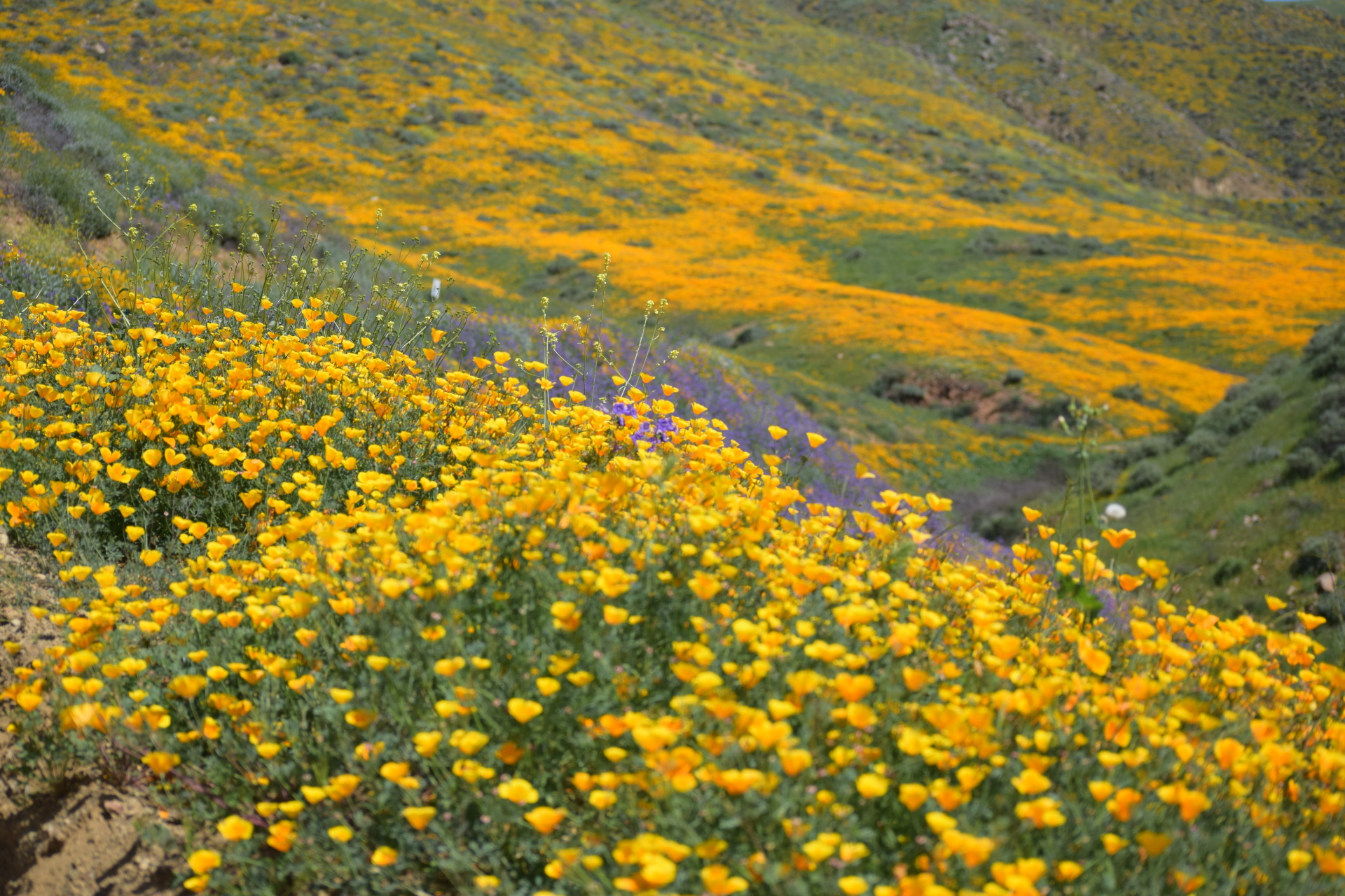 Walker Canyon Flowers, Elsinore, CA  