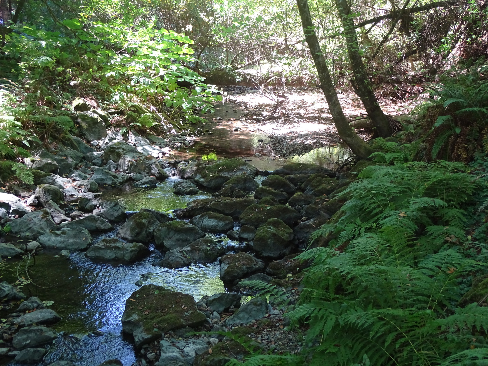 Muir Woods, Mill Valley, CA  