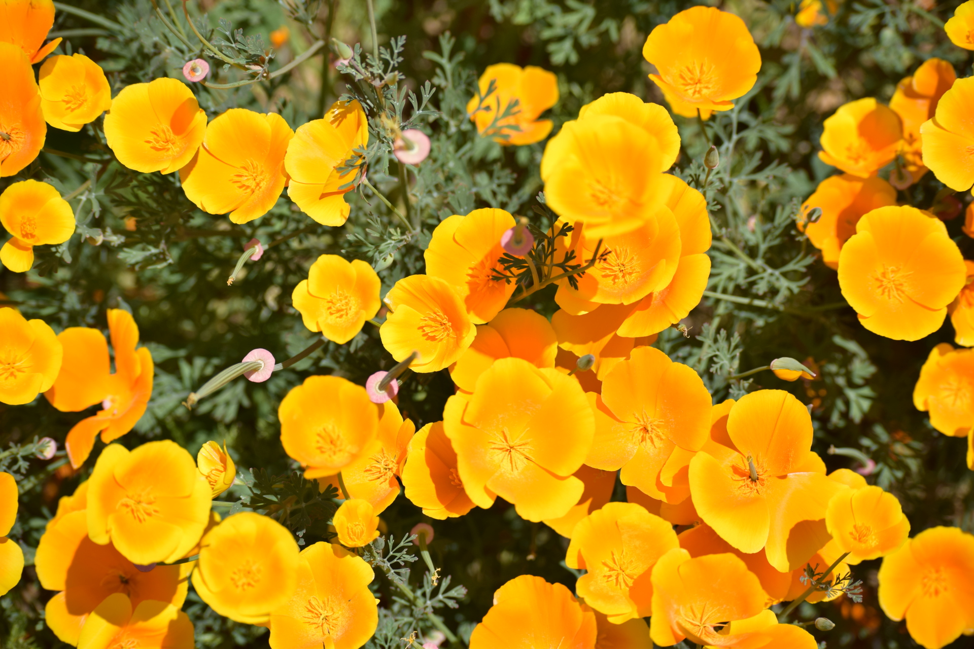 Poppies