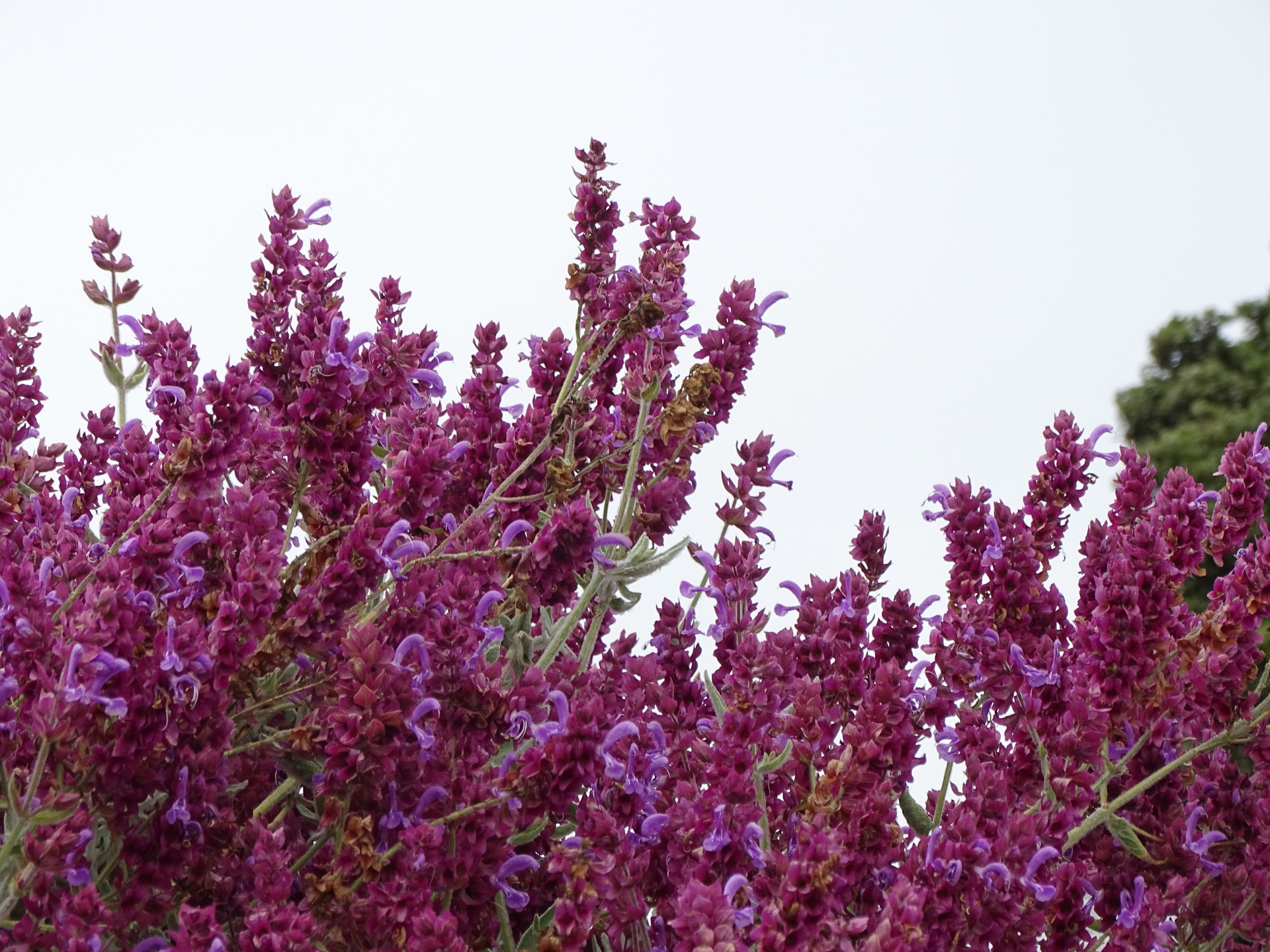 San Francisco Blooms