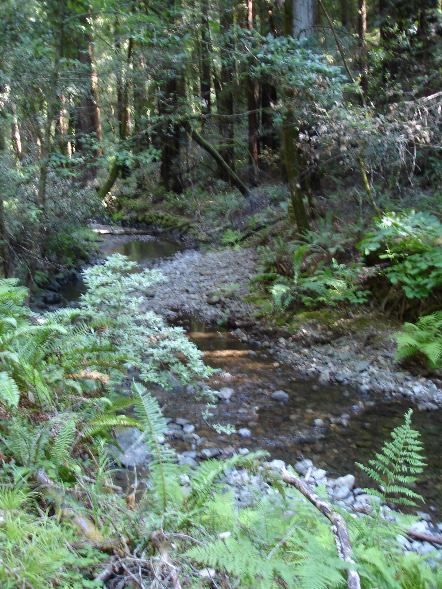 Muir Woods 