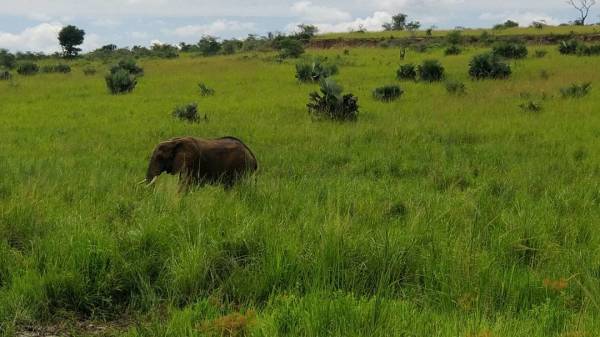 Murchison Falls National Park 