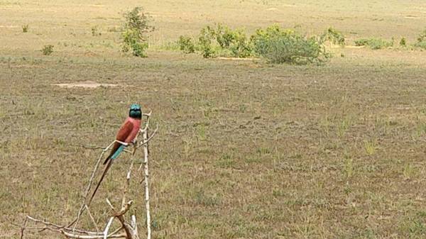 Murchison Falls National Park 