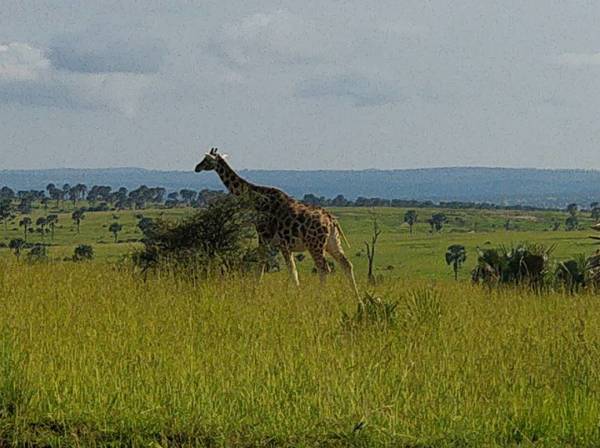 Murchison Falls National Park 