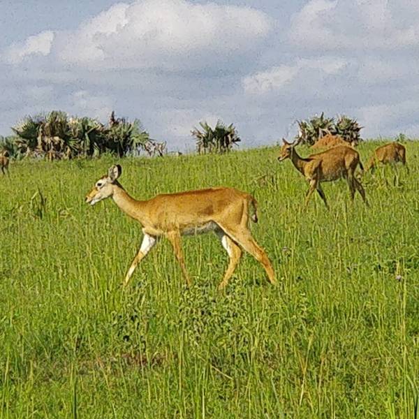 Murchison Falls National Park 