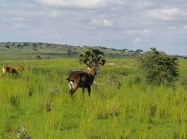 Murchison Falls National Park 