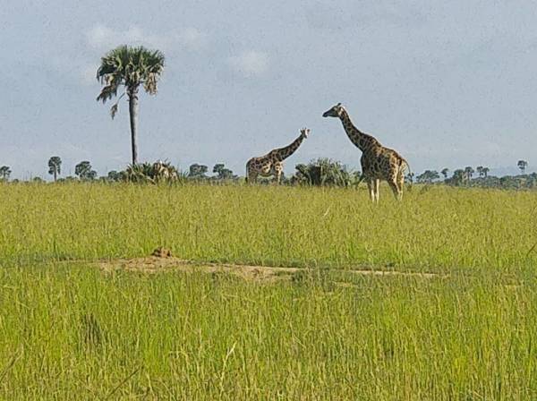 Murchison Falls National Park 