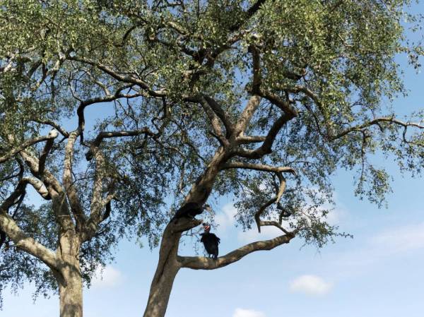 Murchison Falls National Park 