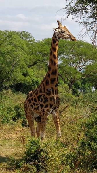 Murchison Falls National Park 