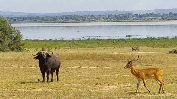 Murchison Falls National Park 