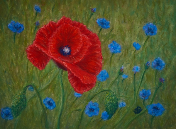 Blooming Poppy - 15 x 19 inches, framed