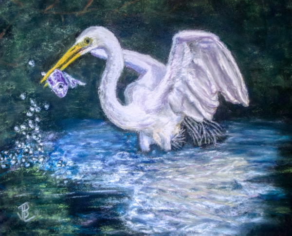 Great Egret Catching Fish - 16 x 13 inches, framed