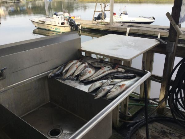 Fish Cleaning Station