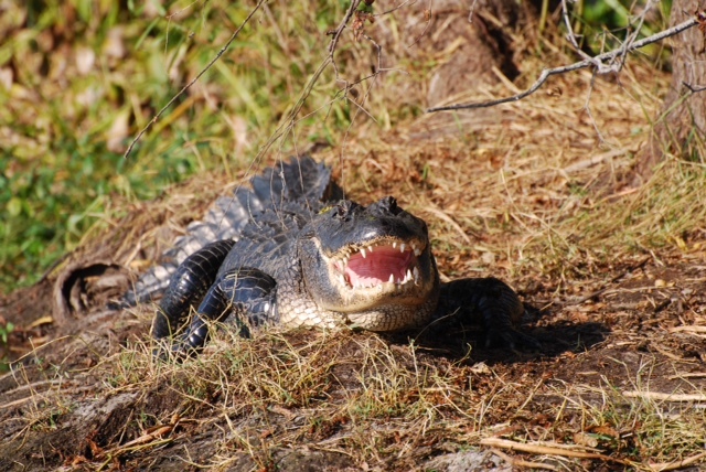 airboat tours houma louisiana