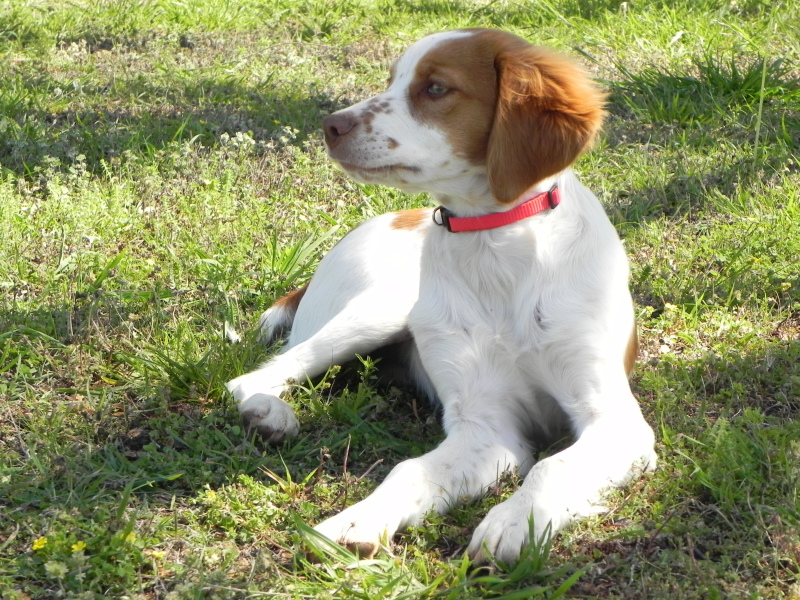 hunter dog boots