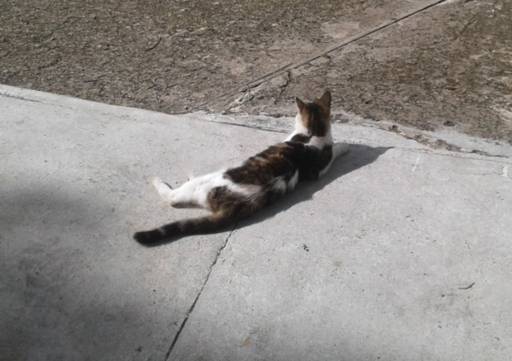 Cats of Old San Juan
