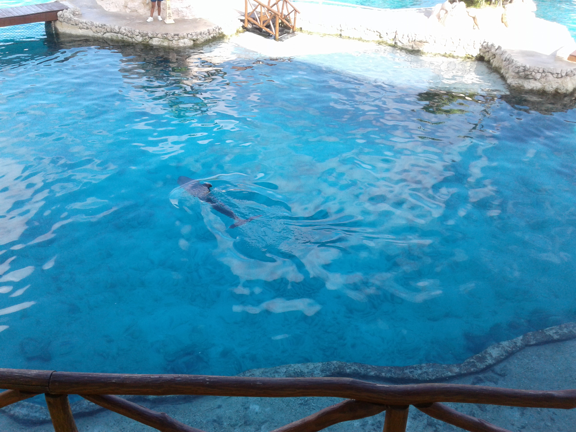 Dolphinaris Cozumel Review….should I swim with a Dolphin? – The Quiet  Cruiser