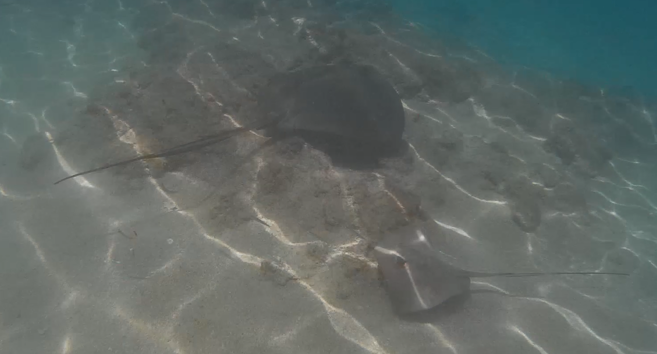 Stingray