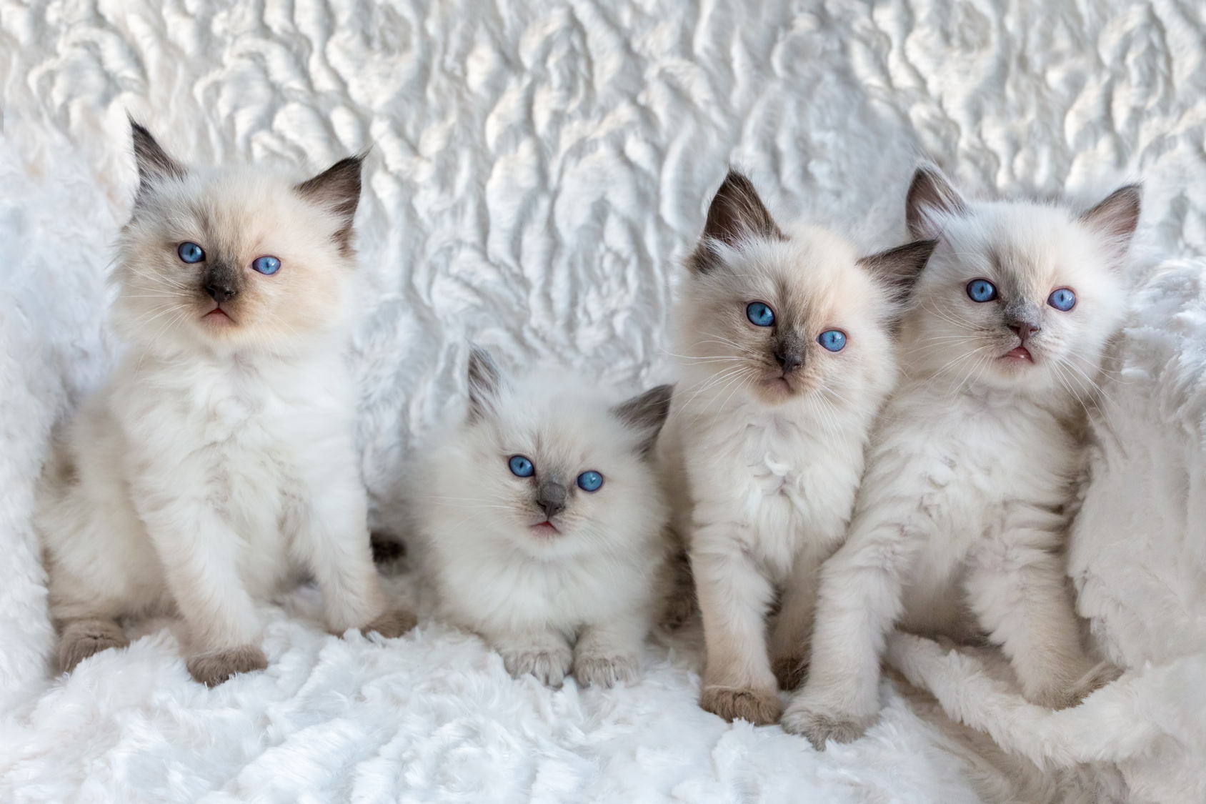 ragdoll catteries