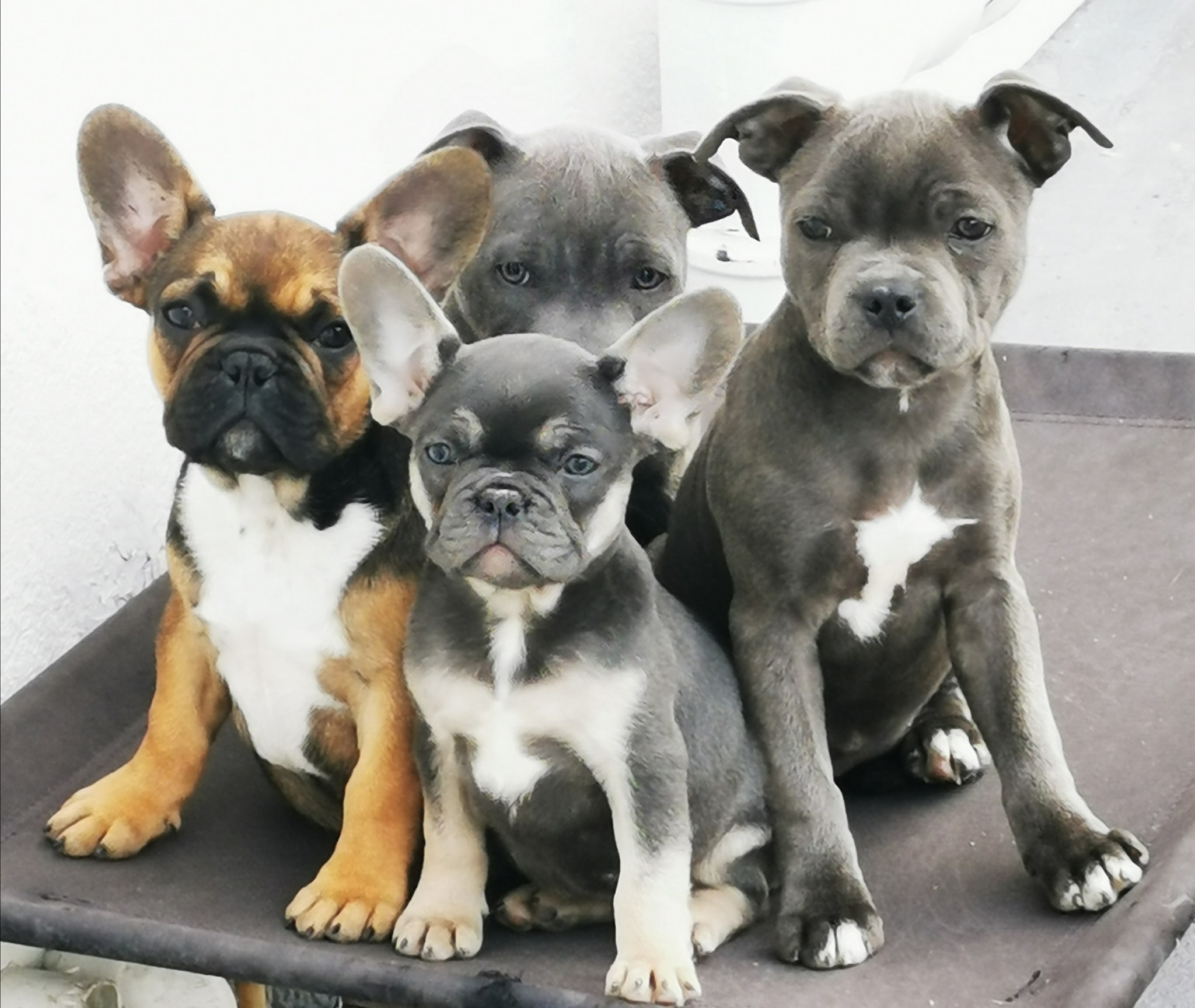 irish blue staffy puppy