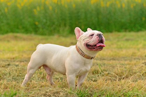 brachycephalic dog breeds