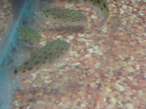 Puffer fish waiting at Walmart.