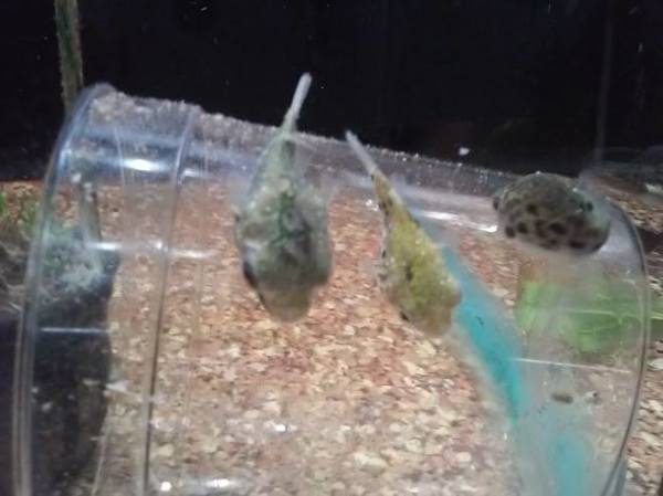 Quality Pets Inc Walmart fish supplier