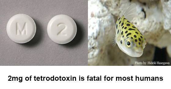 TETRODOTOXIN