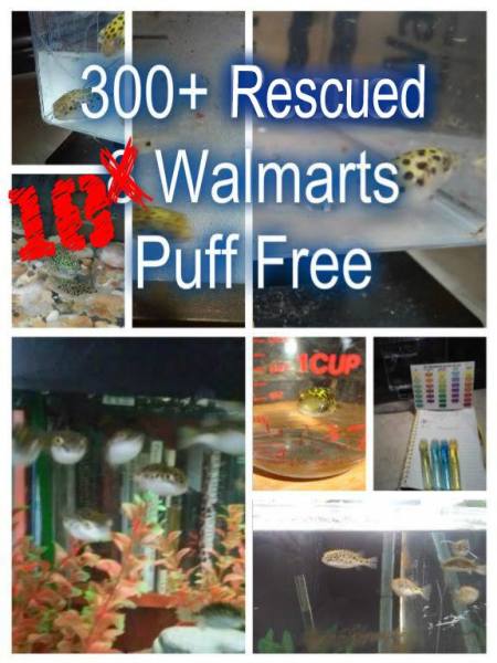 San Francisco Bay area 2 years PUFFER FREE