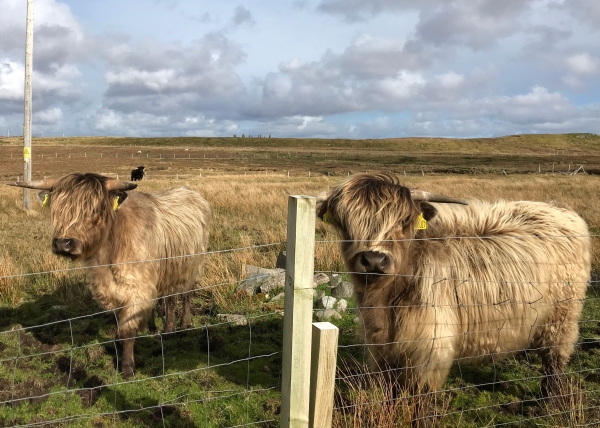 Highland cows
