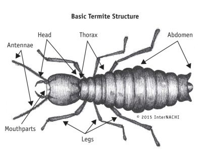 Wood-Destroying Organisms