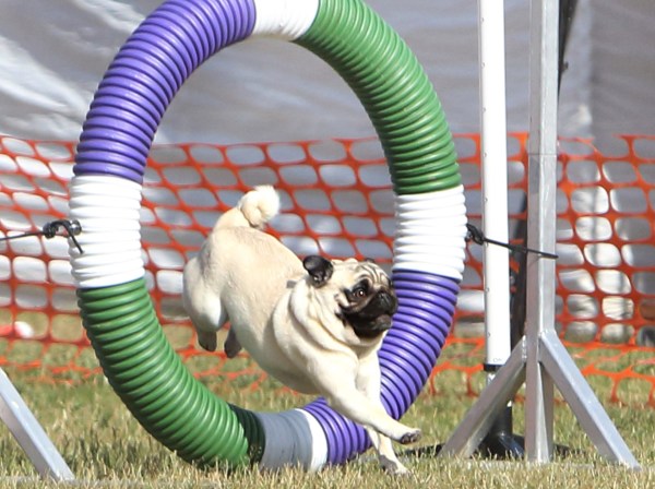 Pug discount agility competition