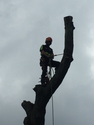 A Cut Above Tree Care Home Facebook