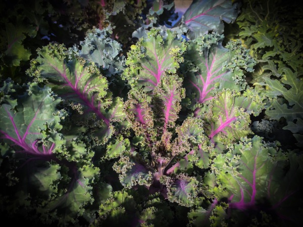 Kale Fractal 