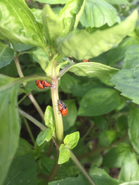 Ladybug Sanctuary