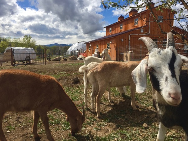 Milk @ Honey Farm