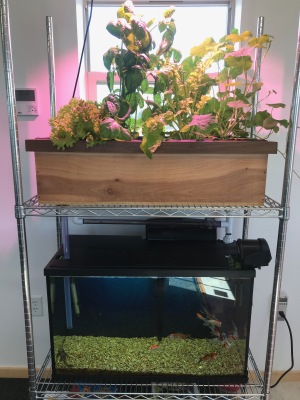 Classroom Aquaponic System