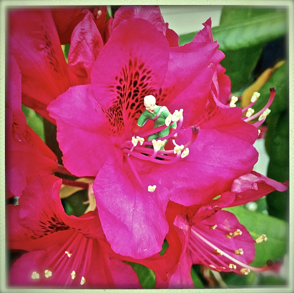 Rhodie