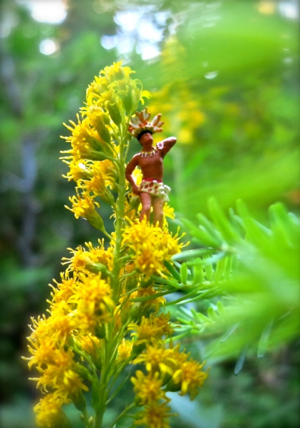 Solidago