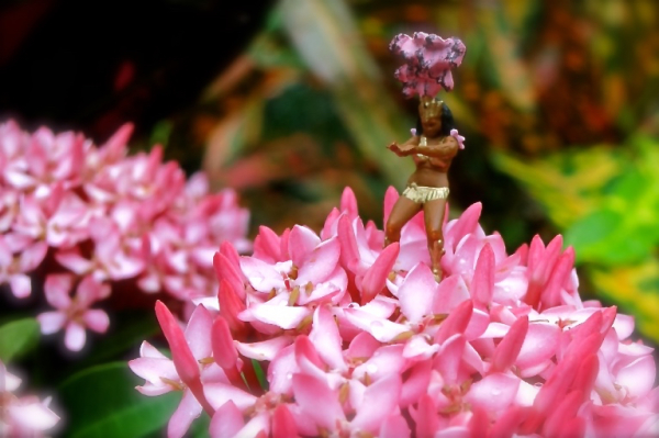 Ixora Adora