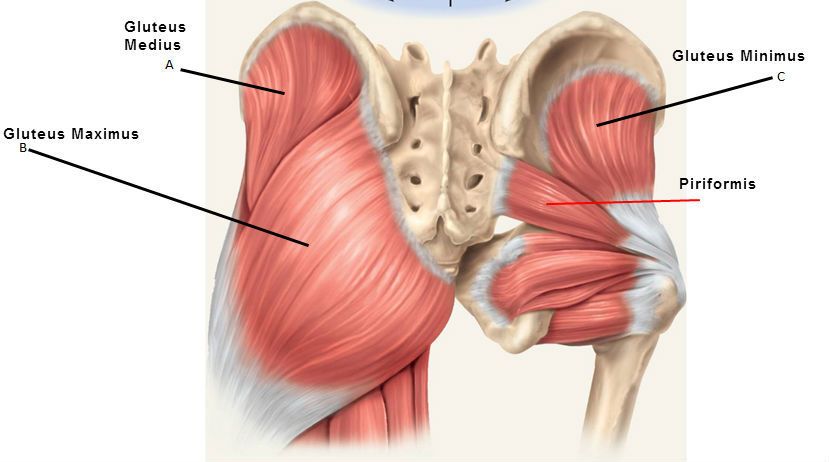 gluteals-and-piriformis