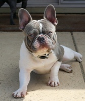 don daddy french bulldog