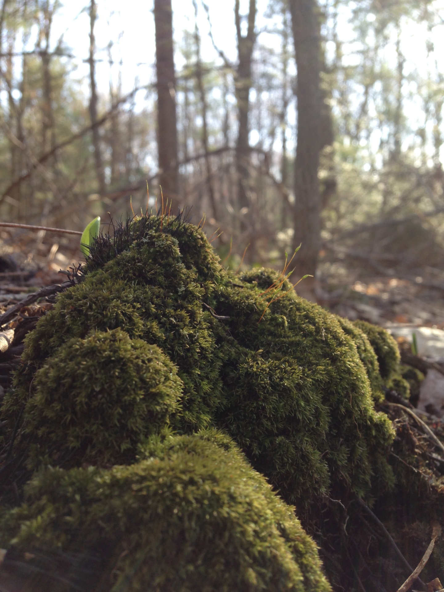 Moss on a stump