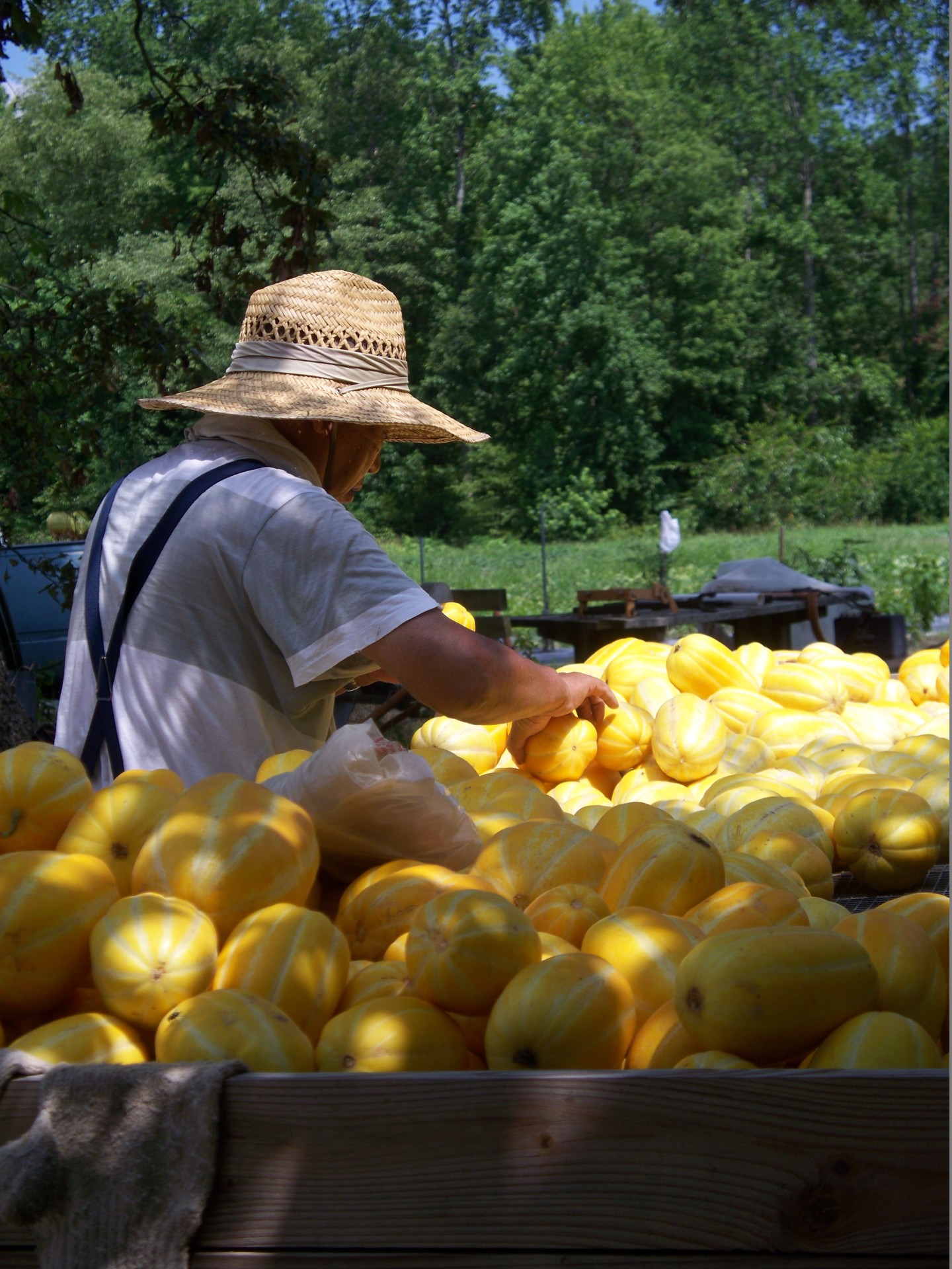 Harvesting Korean Melon