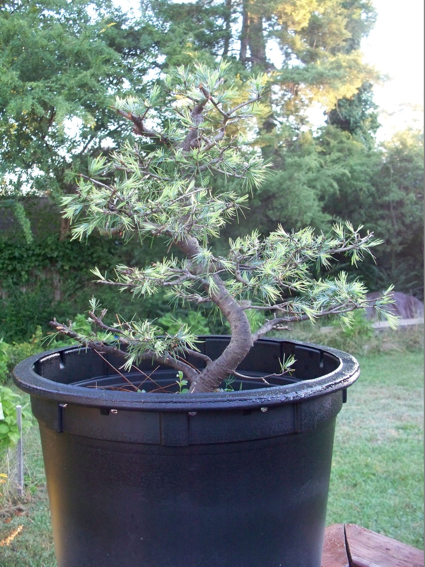 Atlas Cedar