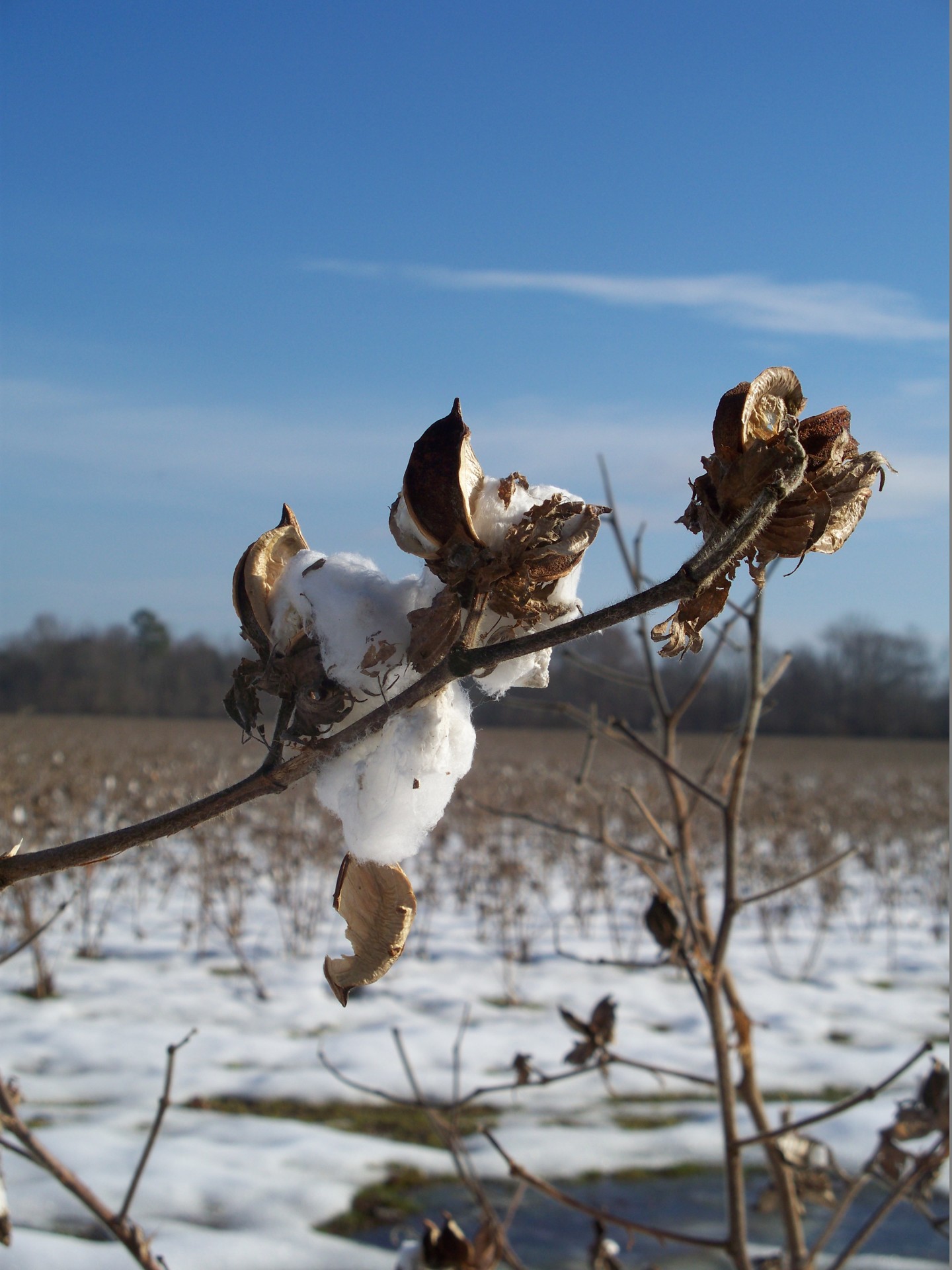 Cotton Country